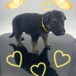 German Shepherd Puppies from Devon Rugerio's German Shepherds