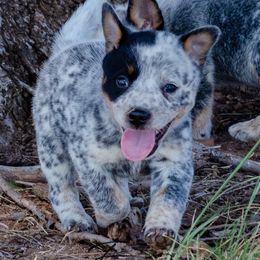 Ketchum - Blue male Australian Cattle Dog puppy in Fairview, Oklahoma from Flying D Kennels