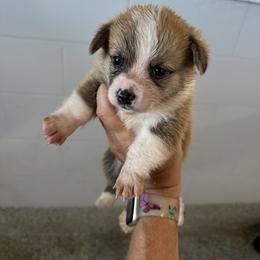 Red and White Male - Red male Pembroke Welsh Corgi puppy in Ocala, Florida from Rivermont Farm