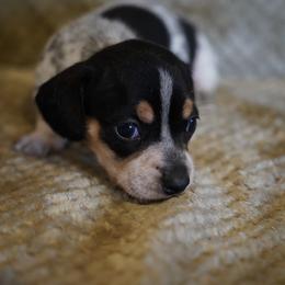 Boy 2 - Piebald male Dachshund puppy in Quemado, New Mexico from TNT Dachshunds