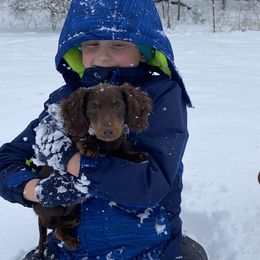 Dachshunds from A Anchor Farm