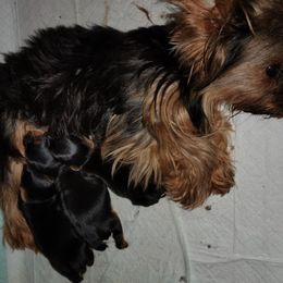 Yorkshire Terrier Puppies from Danielle F.