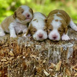 Cavapoo, Cockapoo, and Poodle Puppies from Heavenly puppies to love