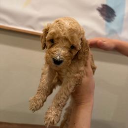 Yellow 2 - Cream female Labradoodle puppy in Shingle Springs, California from California Double Doodles