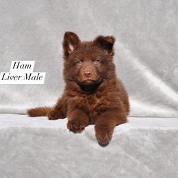 Ham - Liver male German Shepherd puppy in New Cambria, Missouri from Des Hausraben Shepherds