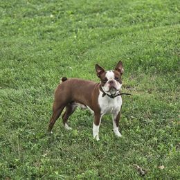 Wink - Boston Terrier