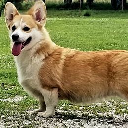Amber - Pembroke Welsh Corgi