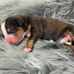 American Eskimo Dog and Bernedoodle Puppies from Shadow Kennels