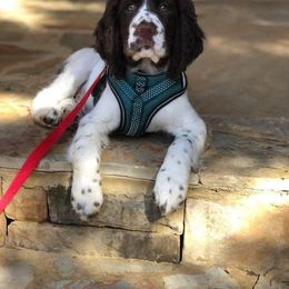 English Springer Spaniel Puppies from South Fork Springers