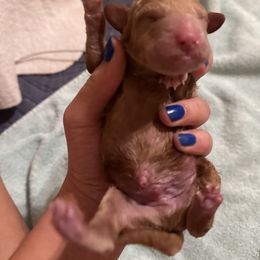 Labradoodle Puppies from Jazzy's Doodles