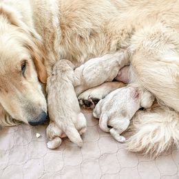 Golden Retriever and Pembroke Welsh Corgi Puppies from Rose n’ Thistle Farm
