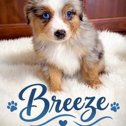 Breeze - Blue merle female Miniature Australian Shepherd puppy in Lubbock, Texas from Baby Storm Kennels