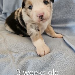 Cosmos - Blue merle male Miniature American Shepherd puppy in New Providence, Pennsylvania from Tons of Kisses