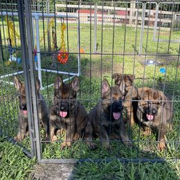 German Shepherd Puppies from Vom Holzhaus German Shepherds