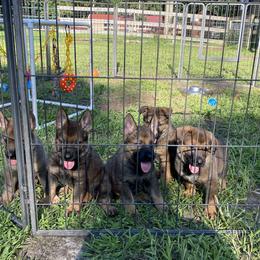German Shepherd Puppies from Vom Holzhaus German Shepherds