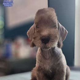Orange Boy - Liver male Bedlington Terrier puppy in Rincon, Georgia from Prismic Bedlington Terriers