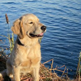 Chip - Golden Golden Retriever puppy in Wichita Falls, Texas from Texas Gold Rush