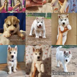 Siberian Husky Puppies from Lunter's Heaven Huskies
