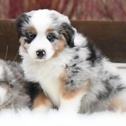 GUMDROP - Blue merle male Miniature American Shepherd puppy in Pasco, Washington from ROCK CREEK