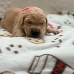 Girl 4 - Golden female Golden Retriever puppy in Great Falls, Montana from VS Golden Fields