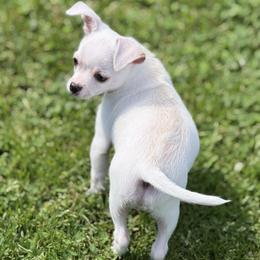 Billy - Cream and white male Chihuahua puppy in Amity, Pennsylvania from Rhoda and Verna