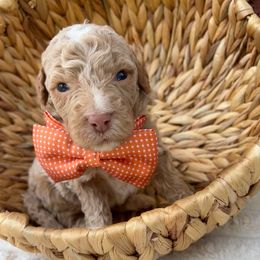 Orange collar - Red male Bernedoodle puppy in Calico Rock, Arkansas from Cottrell’s Poodles & Doodles