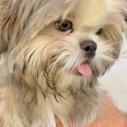 Skywalker - Blue male Shih Tzu puppy in Hanford, California from MeMaw Shih Tzus