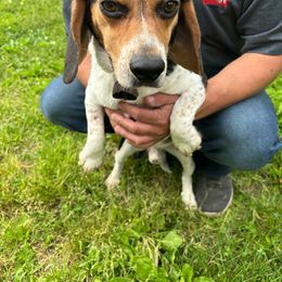 Rip - Beagle