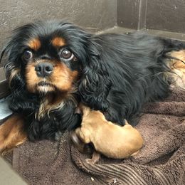 Cavalier King Charles Spaniel Puppies from Tsarevich Goldens and Cavaliers