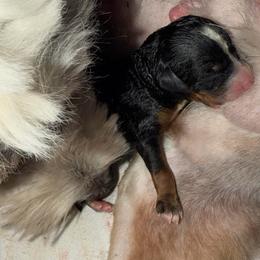 Boy 1 - Tri-color male Bernedoodle puppy in Spring Hill, Florida from Ohana Doodles x Frenchies