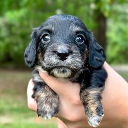TBD 2nd born - Black and tan female Dachshund puppy in El Dorado, Arkansas from LovelylilDoxies
