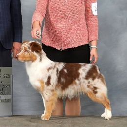 DD - Miniature American Shepherd