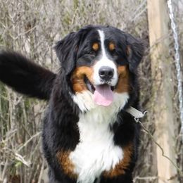 Bernese Mountain Dogs and Golden Retrievers from Gold Point Pups