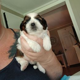 Ralphie - Sable and white male Shih Tzu puppy in Virginia from Kbsshihtzus