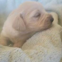 Dachshund Puppies from C and J Minis