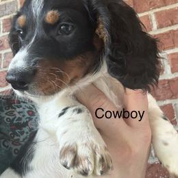 Cowboy - Piebald male Dachshund puppy in Smyrna, Tennessee from Sias Select Dachshunds