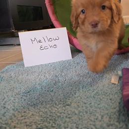 Mellow Echo - Red gold female Nova Scotia Duck Tolling Retriever puppy in Austin Tx, Texas from Hearts and Paws