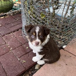 Miniature Australian Shepherd Puppies from Amberwood DD Aussies