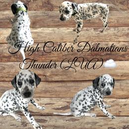 Thunder/green male - White and black Dalmatian puppy in Pocatello, Idaho from High Caliber Dalmatians