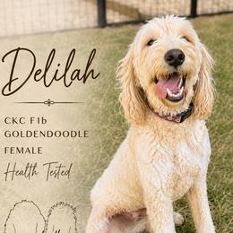 Delilah - Goldendoodle