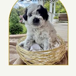 6th pick boy - Black and white male Cavapoo puppy in Cannon County, Tennessee from Hilltop Doodles and Poodles