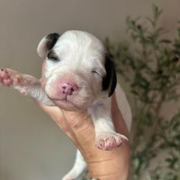 Patch - Black and white male Cavapoo puppy in Cherryville, North Carolina from Mercy Doodles