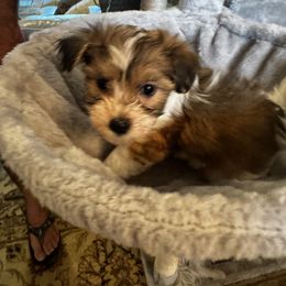 Havanese Puppies from Twins Havanese
