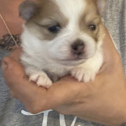 Griswold - Chocolate parti male Pomeranian puppy in Liverpool, Pennsylvania from Destination Dalmatian