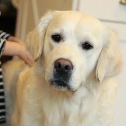 Golden Retrievers from Shawnee Goldens