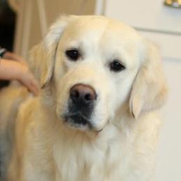 Golden Retrievers from Shawnee Goldens