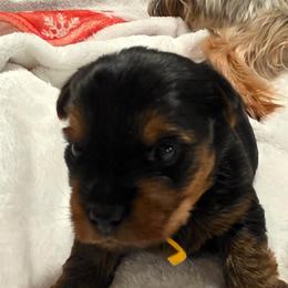 Winchester - Black and tan male Shih Tzu puppy in Bruceville, Indiana from Baby Girl’s Yorkies, Shih-Tzu, Shorkies