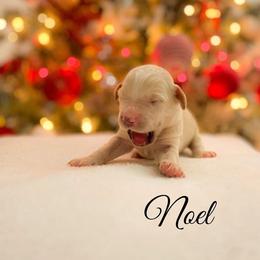 Goldendoodle Puppies from ENC Goldendoodles