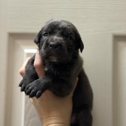 Girl 3 - Gray female Cane Corso puppy in Sandia, Texas from OneTime Cane Corso