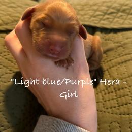 Hera - Dark golden female Golden Retriever puppy in Weston, Missouri from Love is Golden
